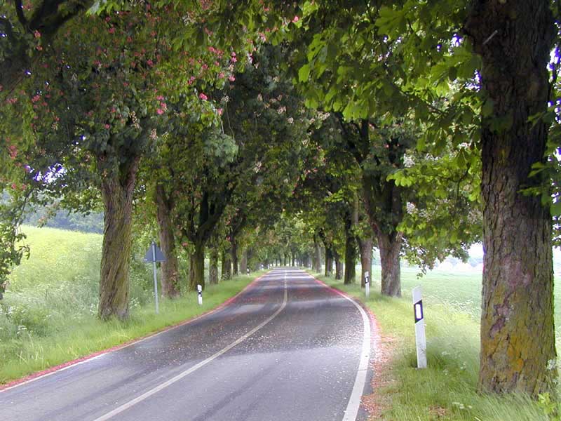 Schon wegen der Alleen ist Mecklenburg fantastisch!